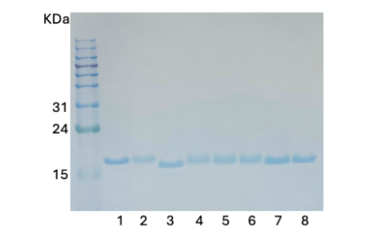 1: Linear diUb
2: K6-linked diUb
3: K11-linked diUb
4: K27-linked diUb
5: K29-linked diUb
6: K33-linked diUb
7: K48-linked diUb
8: K63-linked diUb